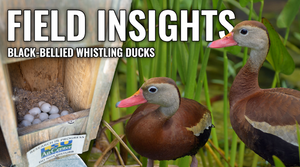 Exploring Waterfowl Research at Louisiana State University