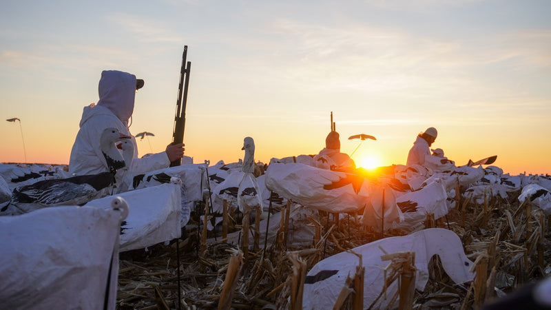 Essential Tips for Building a Snow Goose Decoy Spread on a Budget