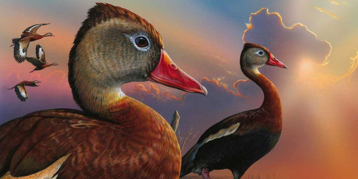 The Federal Duck Stamp: A History of Conservation and Hunting – Campus ...