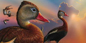 The Federal Duck Stamp: A History of Conservation and Hunting